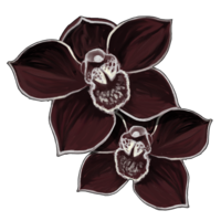 orquídea negra
